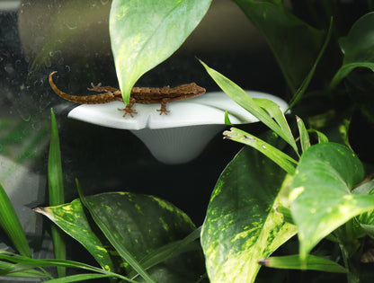 Mushroom Ledge For Mourning Geckos & Dart Frogs