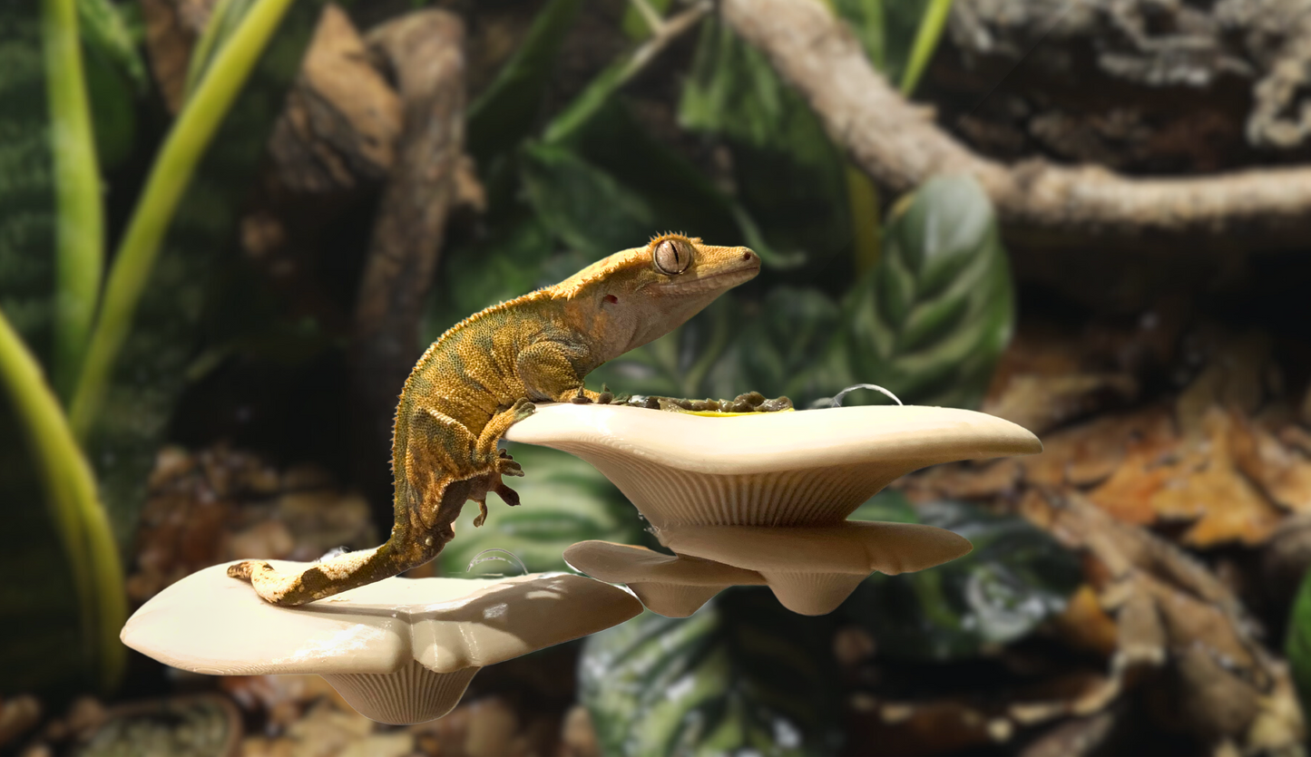 Mushroom Feeding Ledge & Bowls For Geckos & Frogs