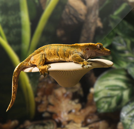 Mushroom Ledge For Geckos, Frogs & More | Suction Cups or Magnets