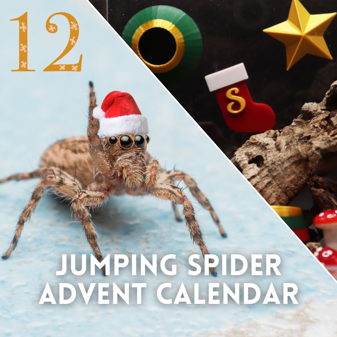 12 Days of Spoodmas Jumping Spider Advent Calendar