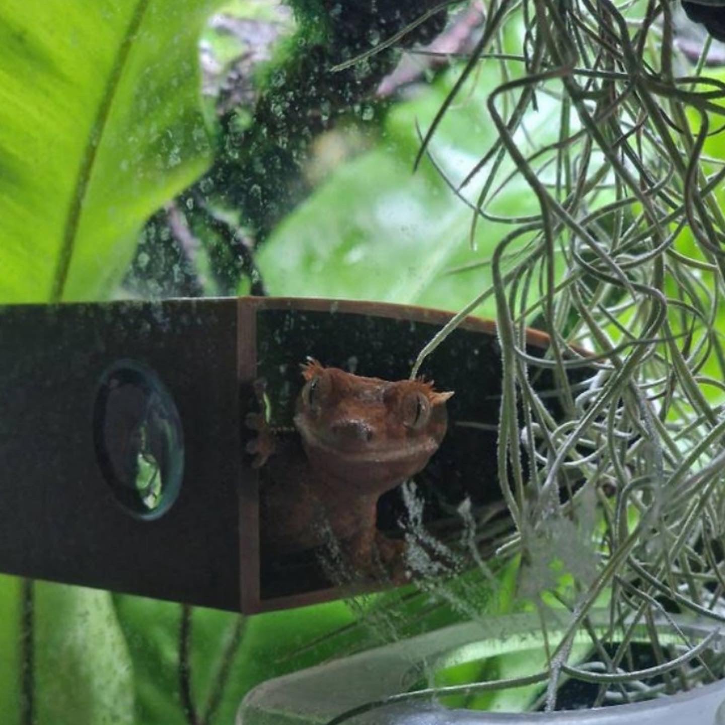 Gecko Tunnel Ledge Hide