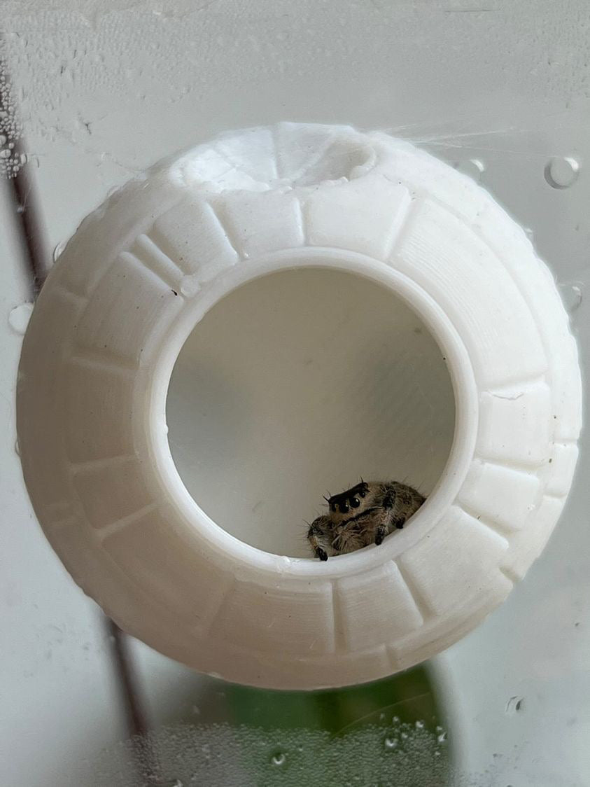 Death Star Jumping Spider Hide