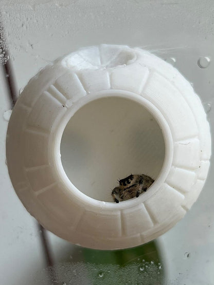 Flower Pot Jumping Spider Hide 