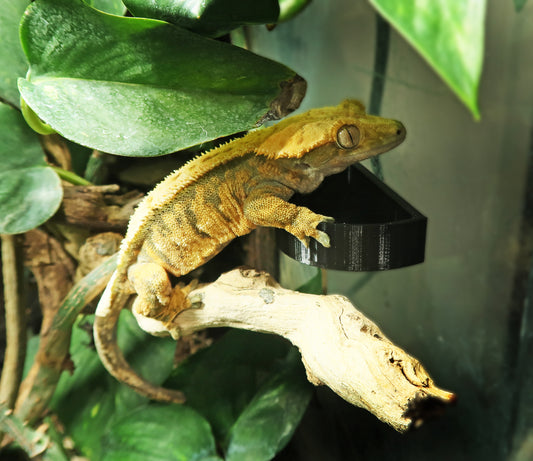 Arboreal Suction Dish For Geckos & Frogs