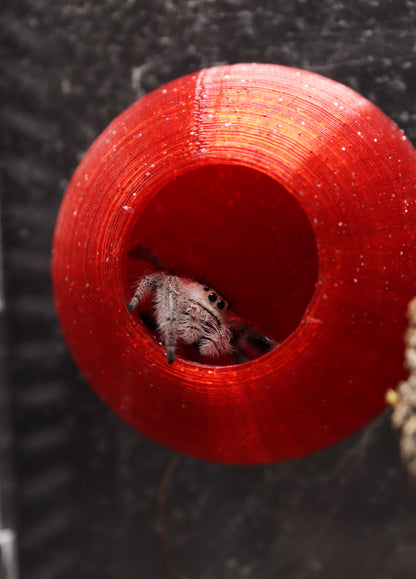 Magnetic Jumping Spider Hide