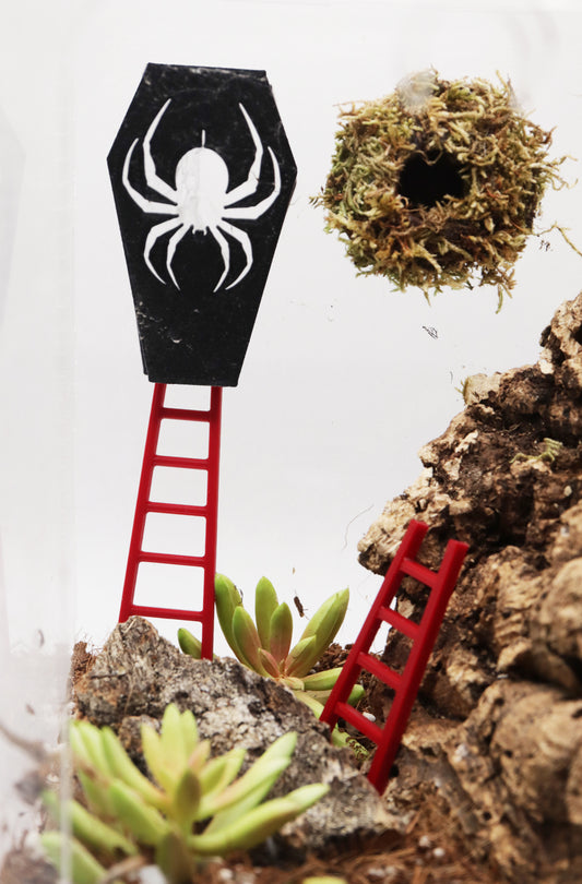 Arachnid & Insect Ladders