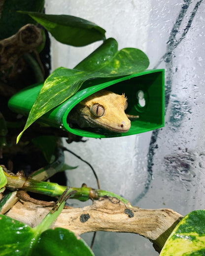 Gecko Tunnel Ledge Hide